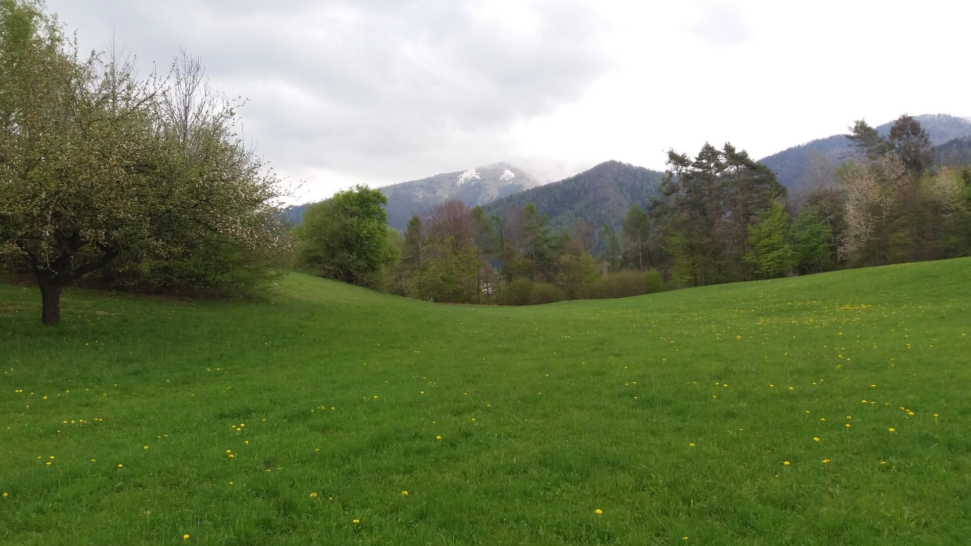 Cavarnere e i meravigliosi prati fioriti della Valbelluna
